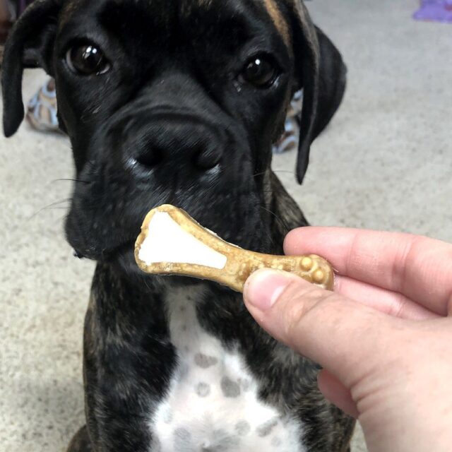 My puppy loves his new treats! & bonus! They make his breath smell better! He chews them right up! I got these new chews as a freebie from the app influenster! Obie loves them, so I’m sure they will become a staple! #FRONTLINEOralDefenseChewy #complimentary @Chewy  @influenster